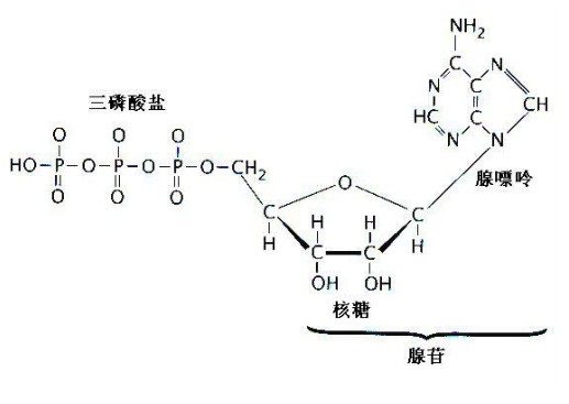 三磷酸腺苷分子结构式图片